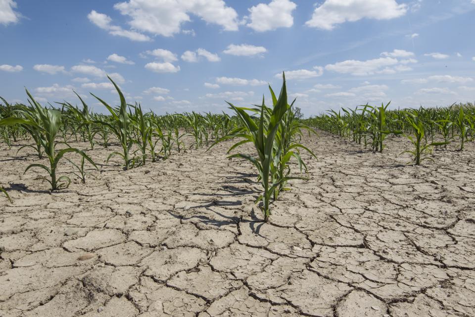 dry field