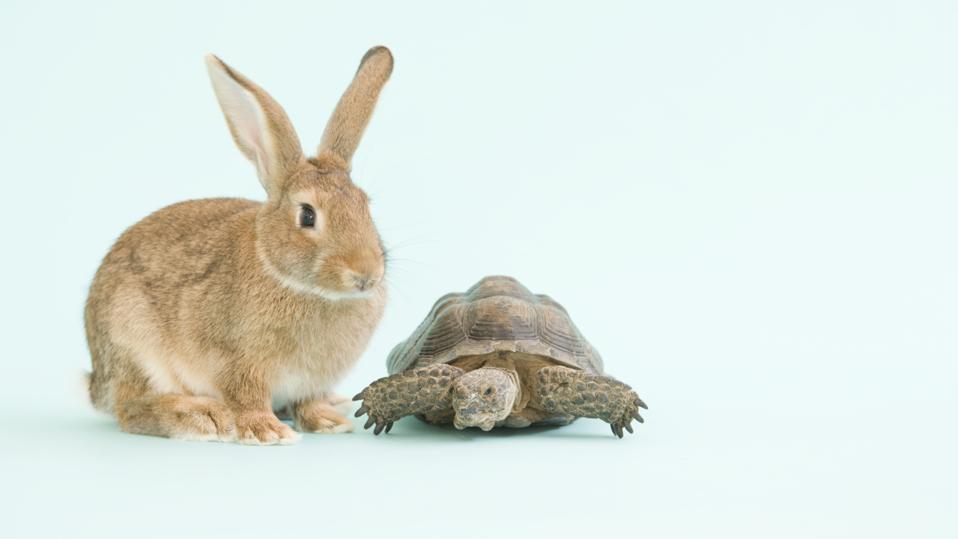 Tortoise and Hare