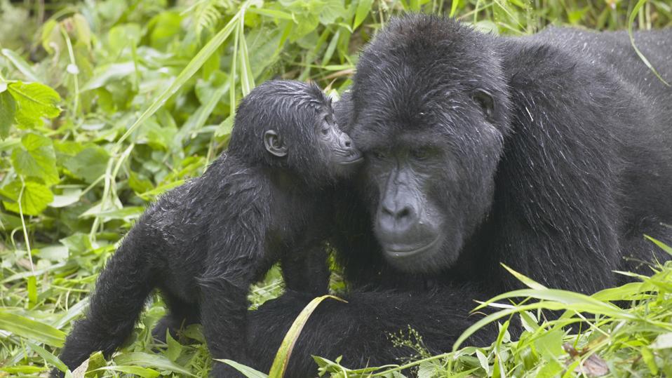 Infant Mountain Gorilla kissing Silverback male