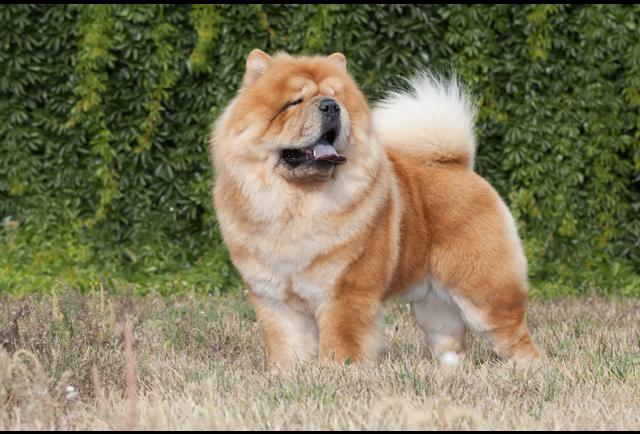 Big Black Fluffy Dog Breeds Big Black Fluffy Dog Breeds