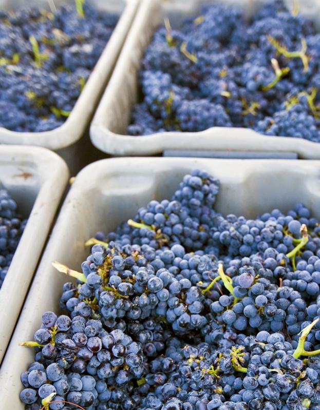 California Wine Industry in Sonoma