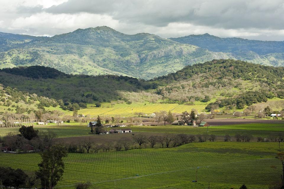 New Illustrated Book Tells Stories Of 12 Renowned Vineyards Business Quick Magazine