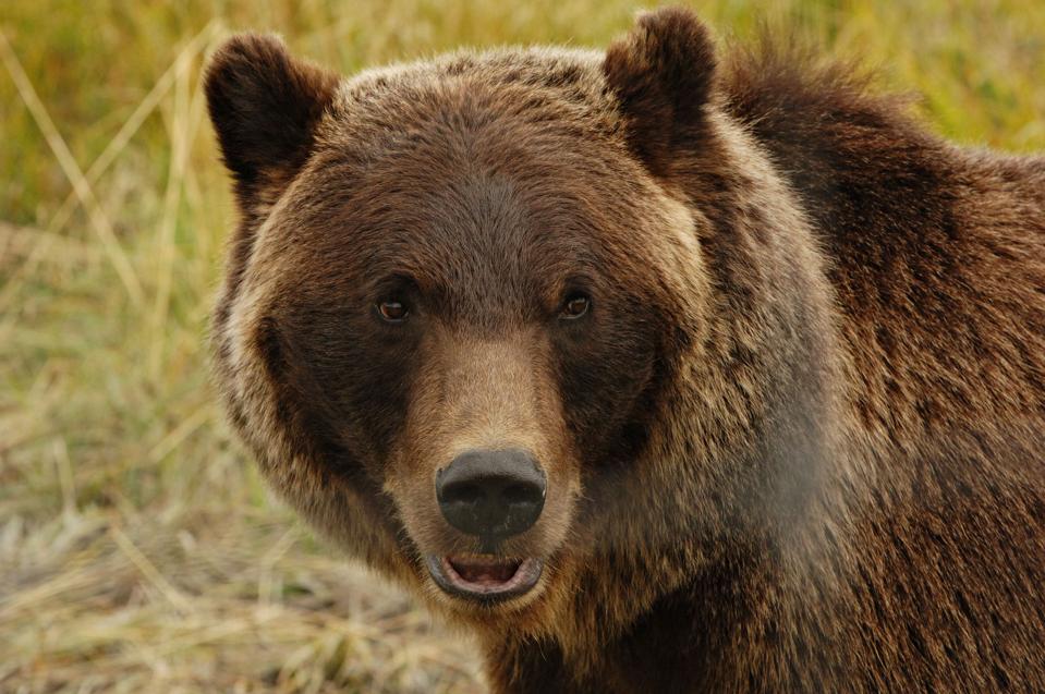 GRIZZLY BEAR