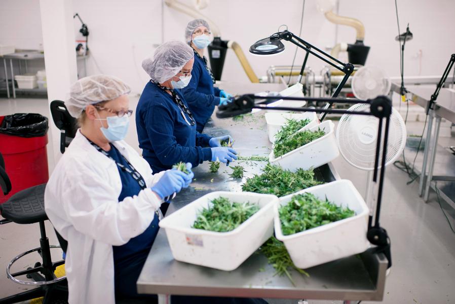 Canada Takes Big Step Towards Creating $8 Billion Legal Marijuana Industry