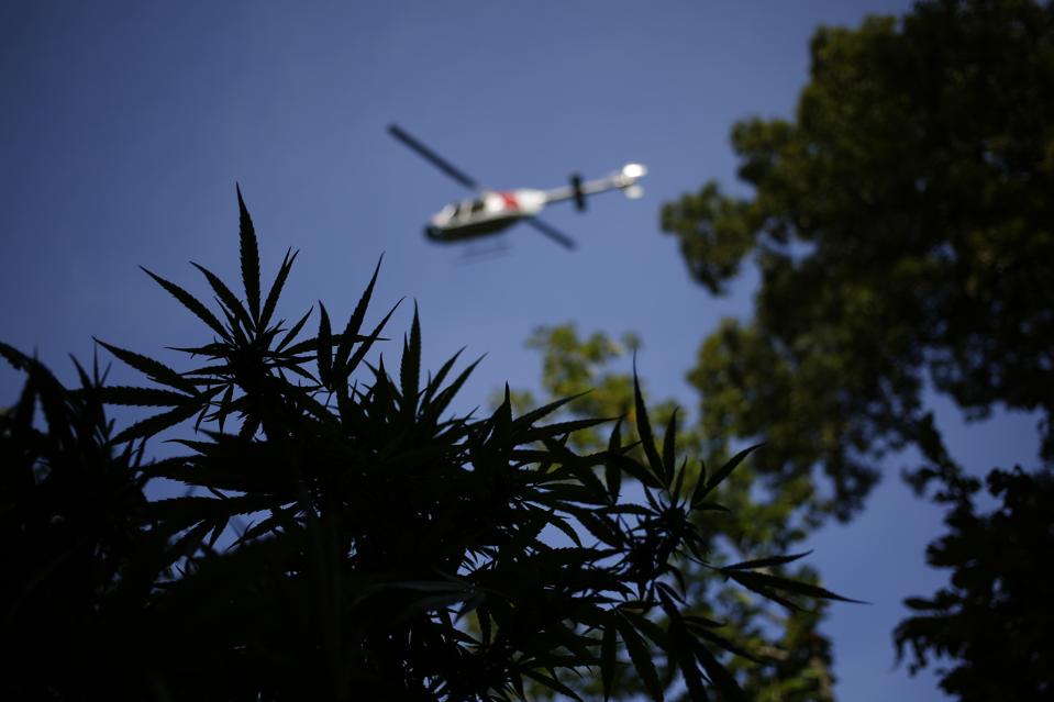 A spotting helicopter flown by law enforcement officials circles above a patch of illegal marijuana plants