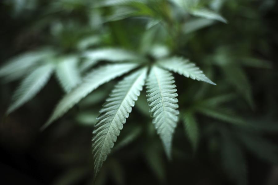 Cannabis Companies Brace For Defensive Mergers In 2020