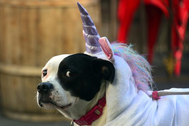 Why So Many Billion-Dollar Unicorn Startups? VCs Tell All