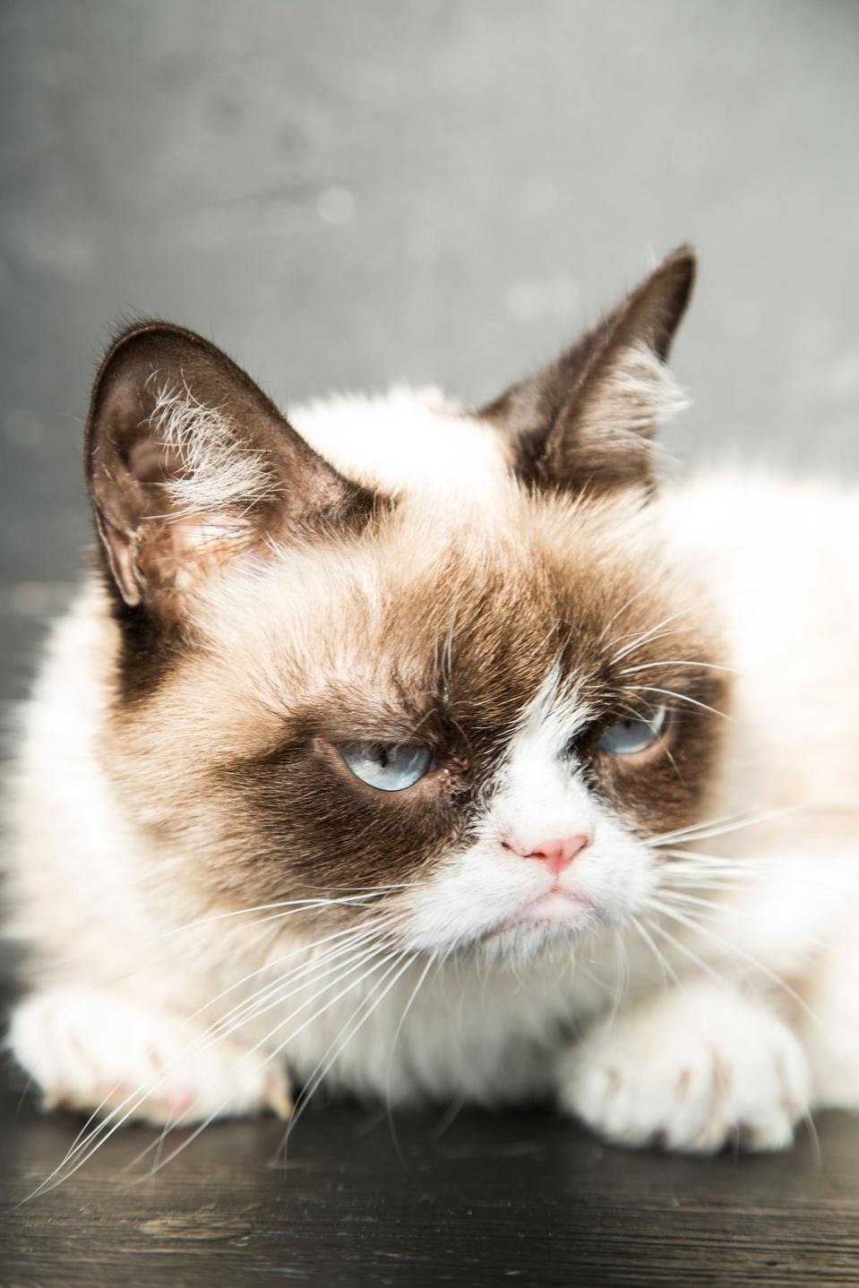 How The 50 Million Cats Flop Is A Lesson To All How The 50 Million Cats Flop Is A Lesson To All