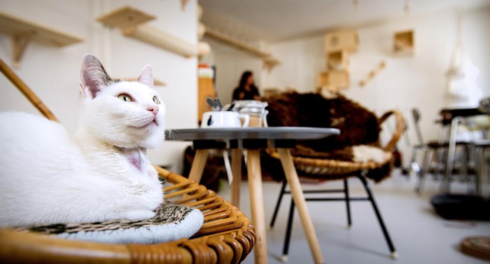 Best Cat Caf s In Europe Feline Favorites From Paris And Best Cat Caf s In Europe Feline Favorites From Paris And