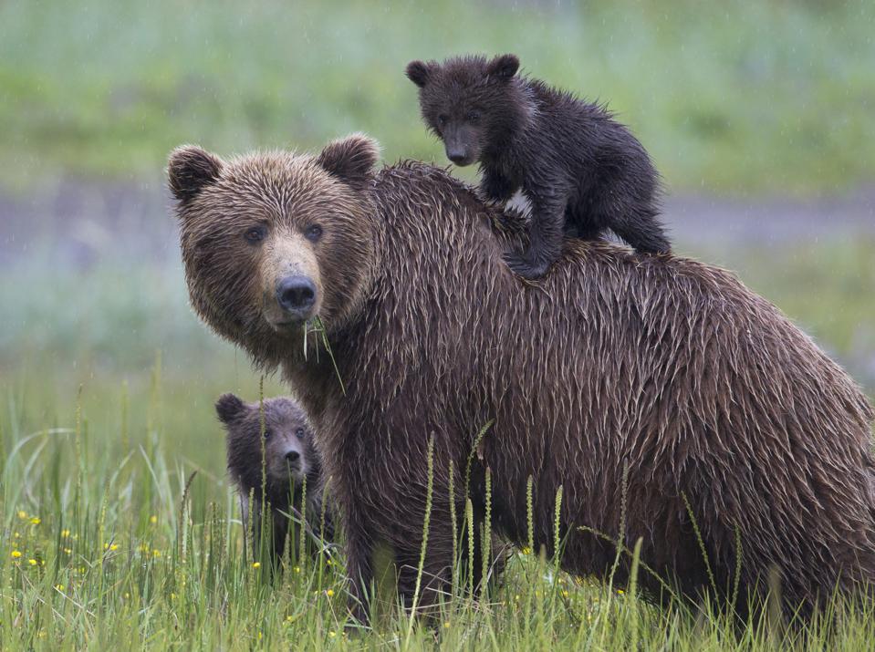 Bear On The Loose In La Suburb How To Handle A Bear Encounter