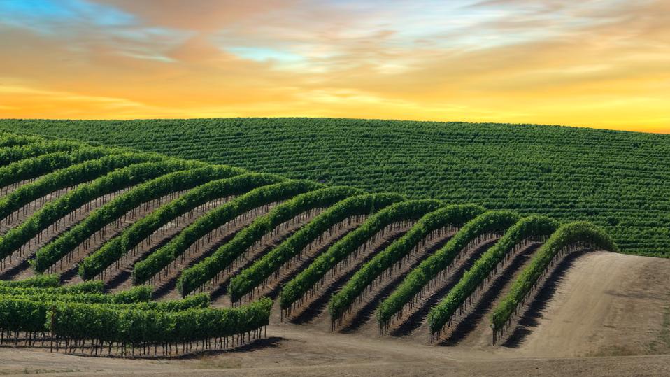 Golden Skies Over Napa Valley
