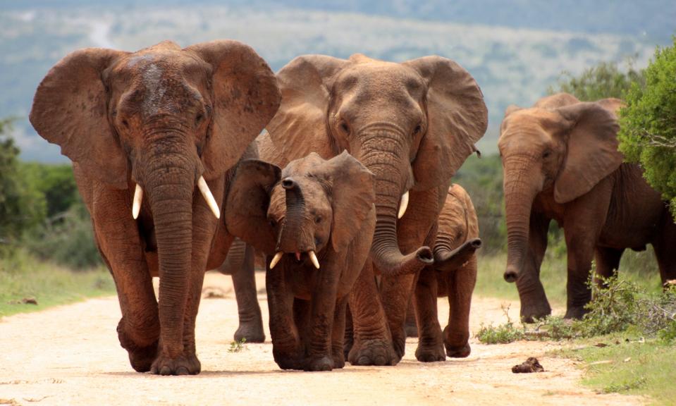 Herd of Elephant from South Africa