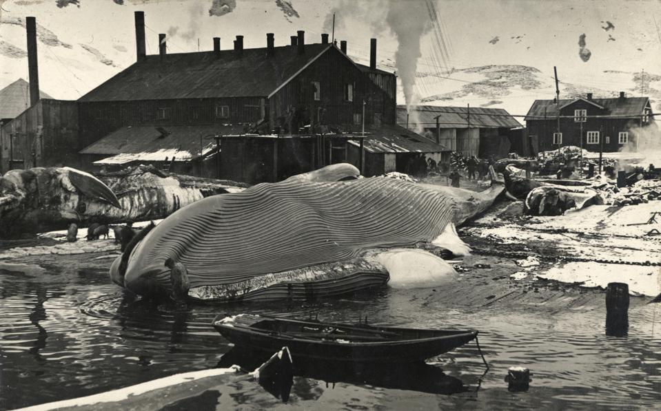 A deceased whale on the flensing plan at Grytviken, South Georgia.
