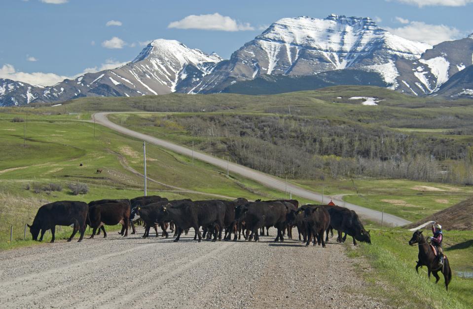 Spring cattle drive in the shadow of the Rocky Mountains with rancher ready to throw his lasso