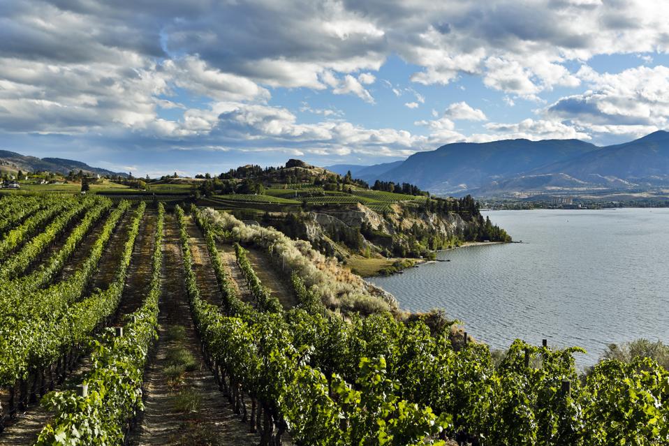 Naramata Vineyard Okanagan Valley