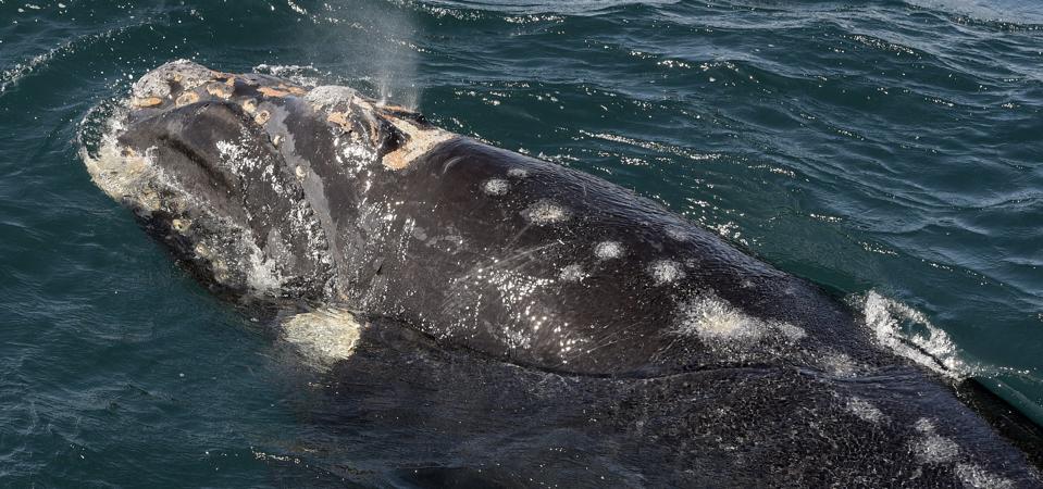 ARGENTINA-WILDLIFE-WHALE