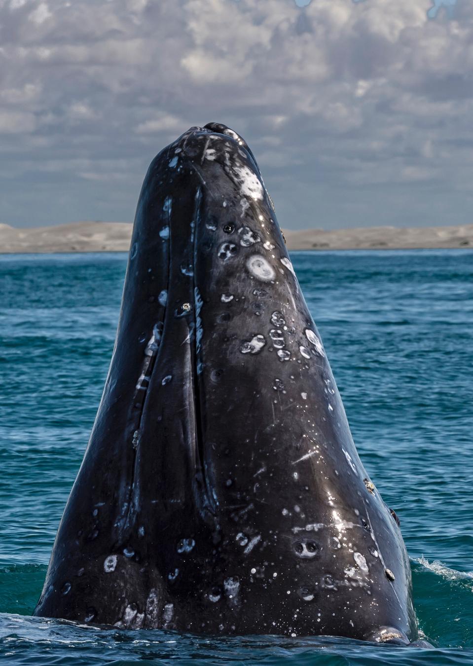 Gray Whales Are Migrating Now See Them Close Up In Monterey California gray-whales-are-migrating-now-see-them-close-up-in-monterey-california