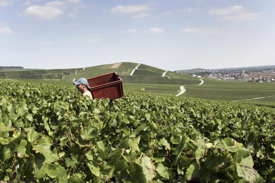 The Famous Champagne Houses Take On Sustainable Agricultural For The New Year
