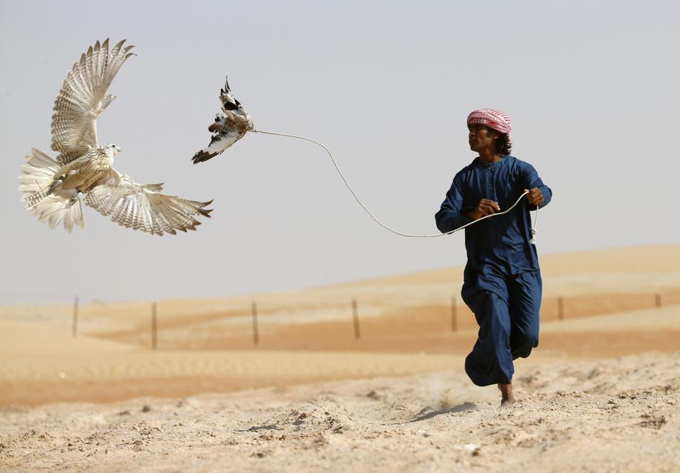 Falcon Hunting