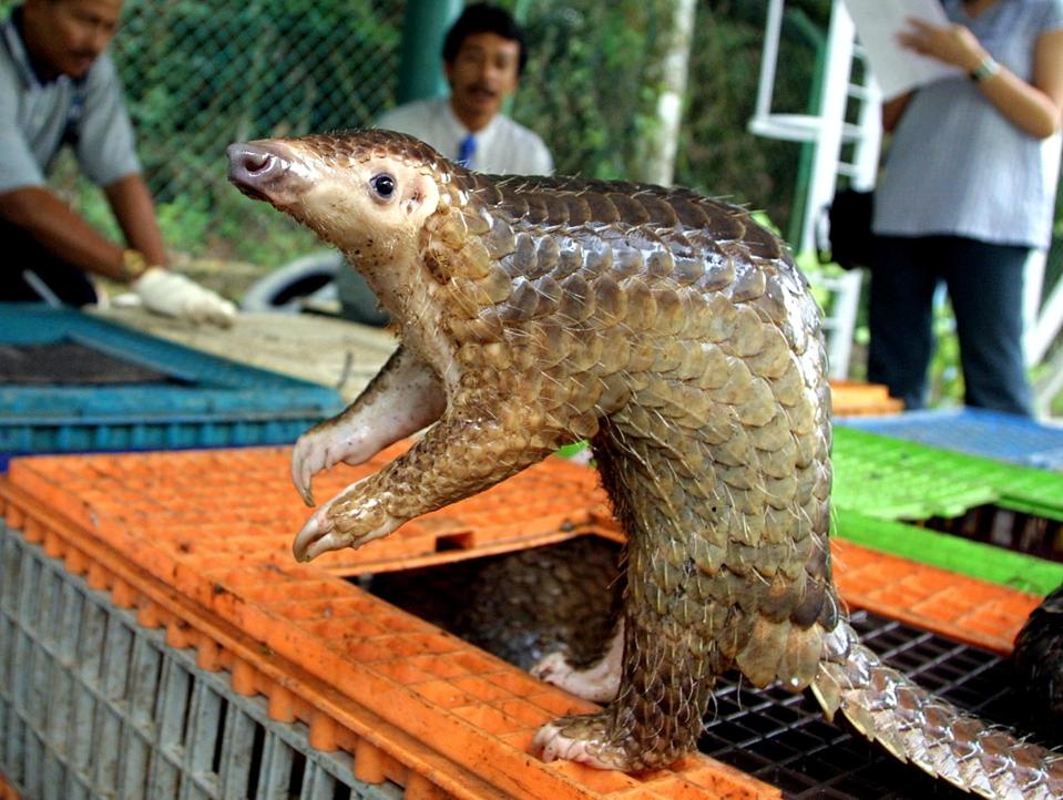 Did Pangolins Play A Role In The New Coronavirus Outbreak Did Pangolins Play A Role In The New Coronavirus Outbreak