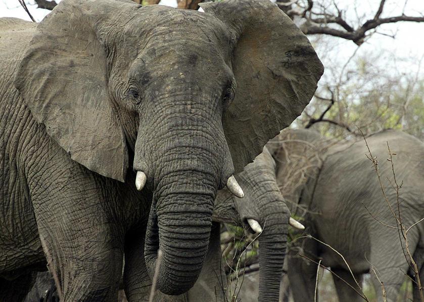 Elephants Are Great, But So Are Immigrants