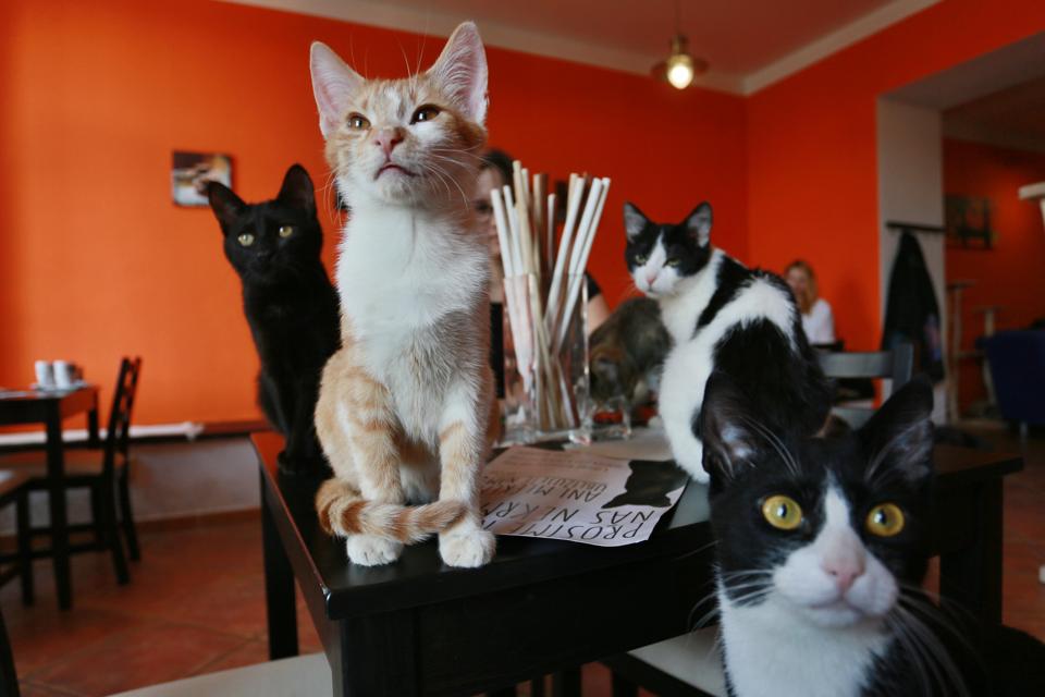Best Cat Caf s In Europe Feline Favorites From Paris And Best Cat Caf s In Europe Feline Favorites From Paris And