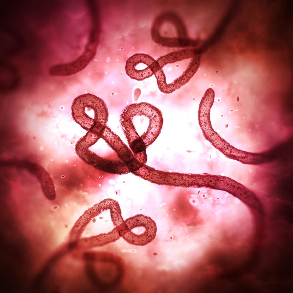 Ebola virus under microscope
