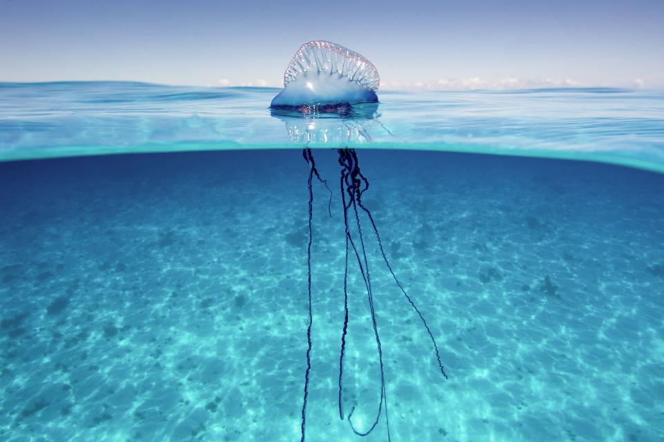 No The Portuguese Man O War Is Not A Jellyfish