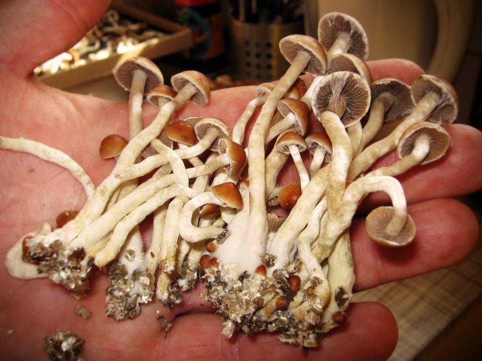 CULTIVATED MAGIC MUSHROOMS