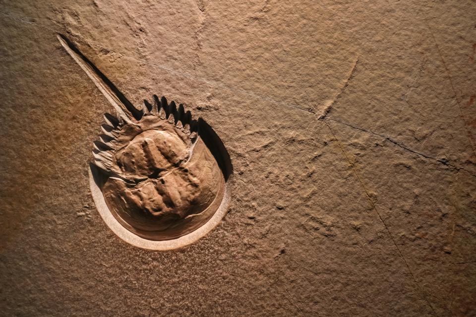 Why Biologists Waste Time Looking For Adaptations That Don't Exist
