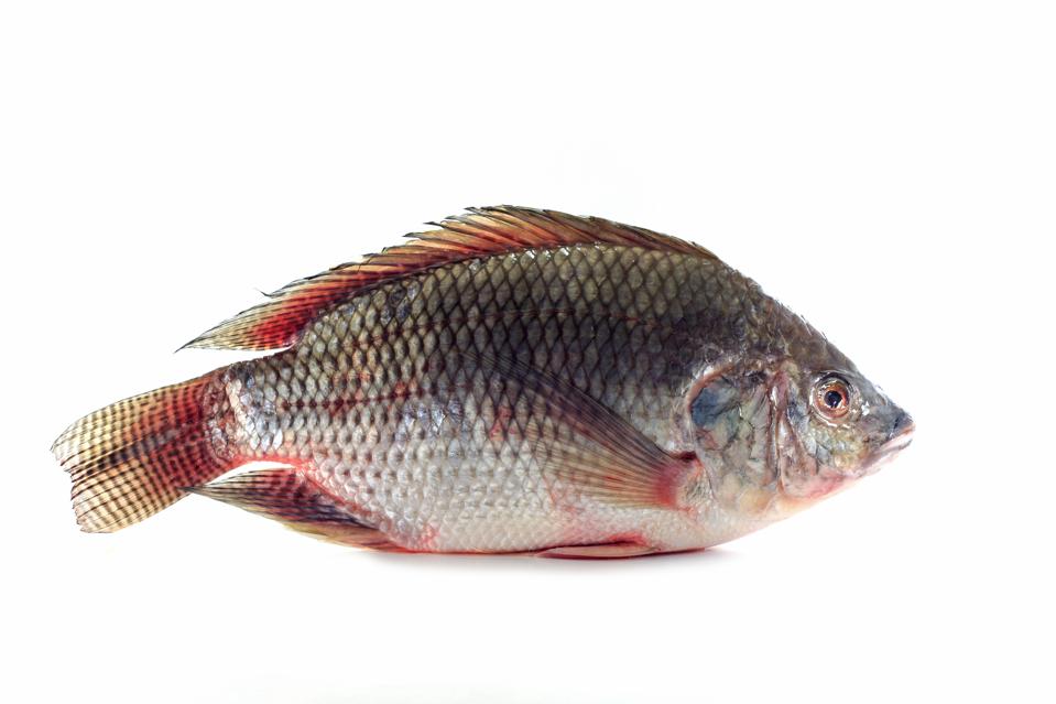 Nile tilapia fishes