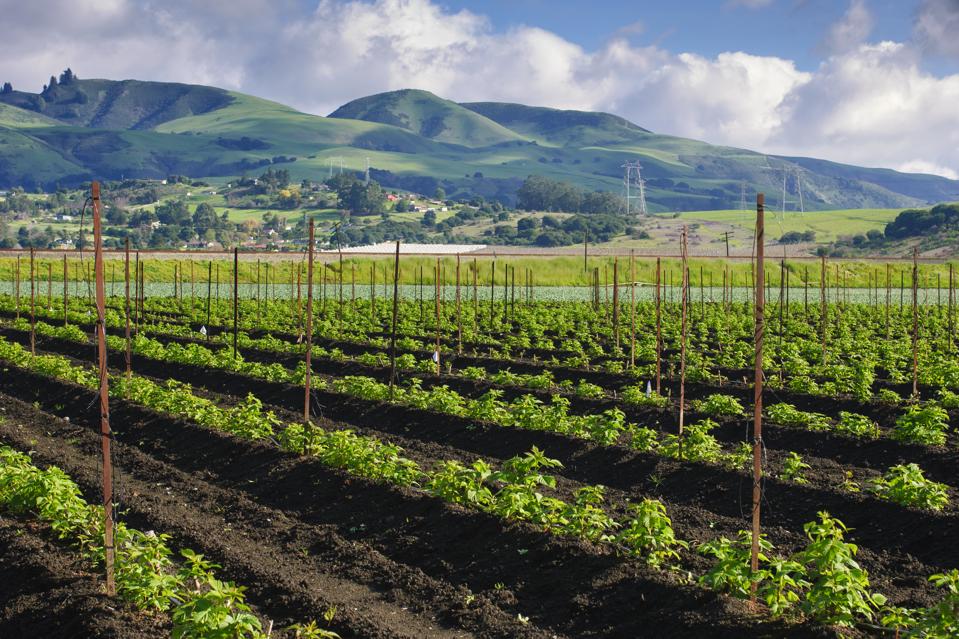 Field of New Organic Raspberry Plants Growing