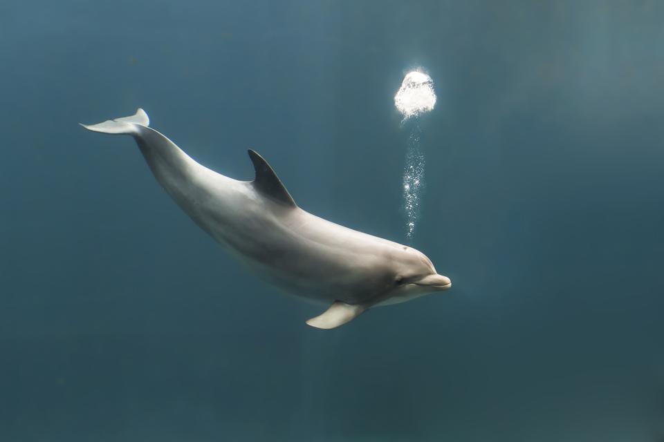 A bottlenose dolphin, tursiops truncatus. Coronaviruses have been discovered in samples from bottlenose dolphins, but the tested dolphins showed no signs of being sick.