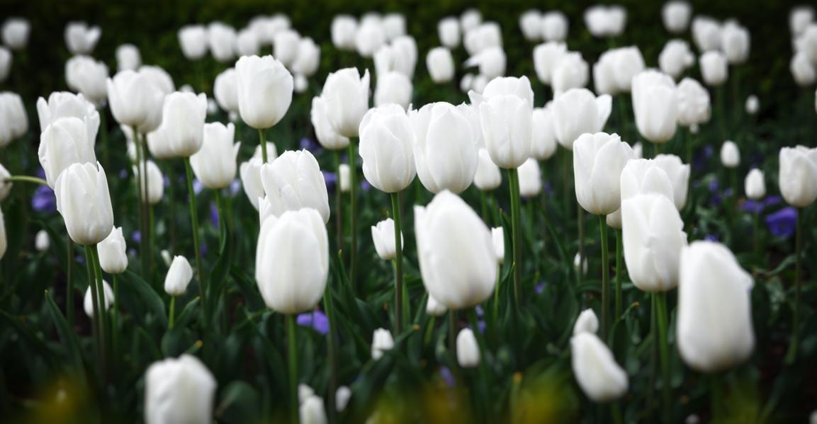 On Bitcoins Tulips And IRS Tax Compliance