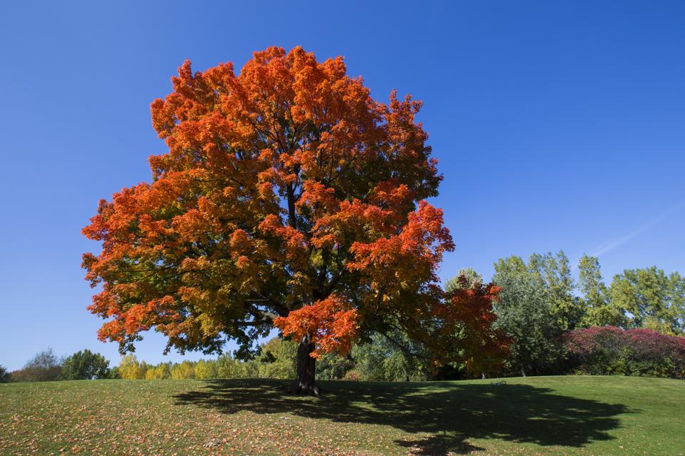 Sugar Maple Trees Have Nowhere To Go Under Climate Change Sugar Maple Trees Have Nowhere To Go Under Climate Change