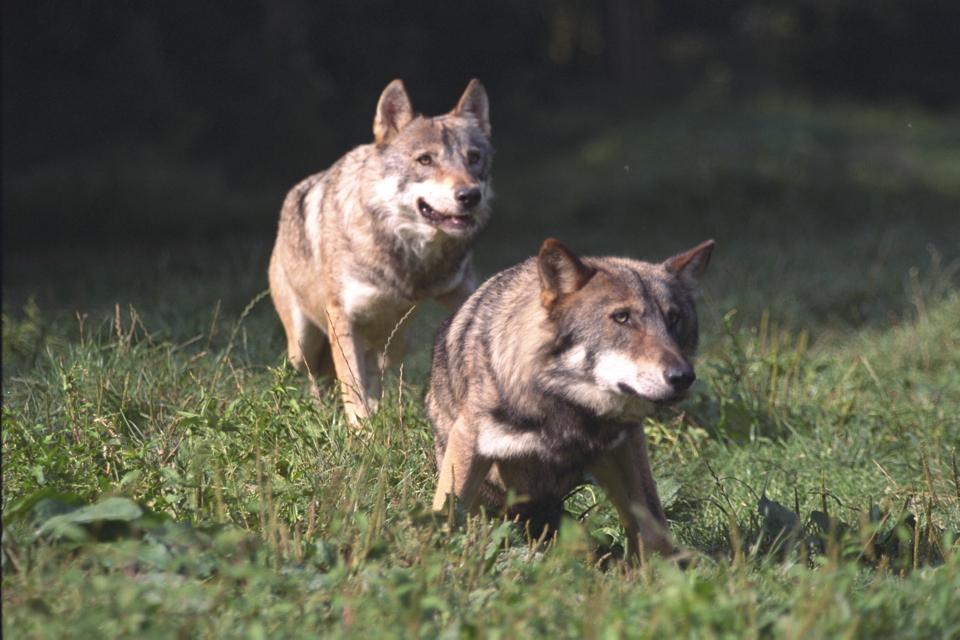 French Officials Are Howling At The Moon To Track Wolf Packs