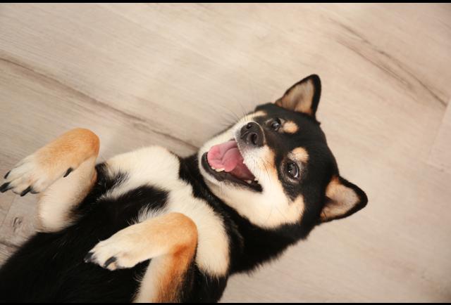 I M A First Time Dog Owner And I Wish I Knew This