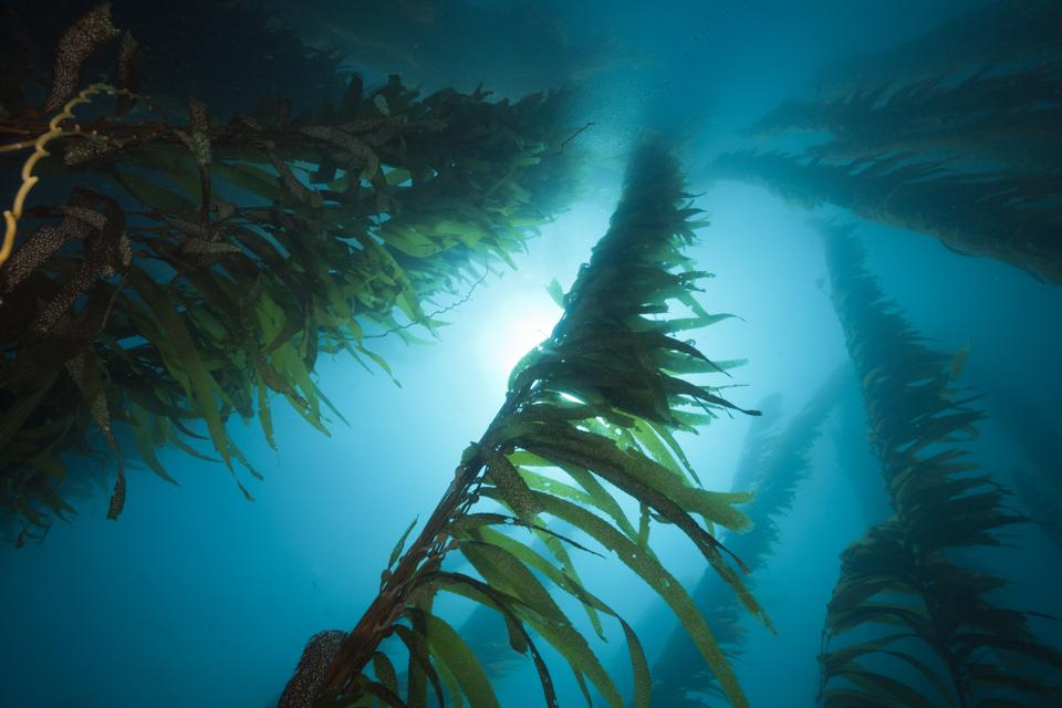 Not All Giant Kelp Populations Will Respond To Ocean Warming In The