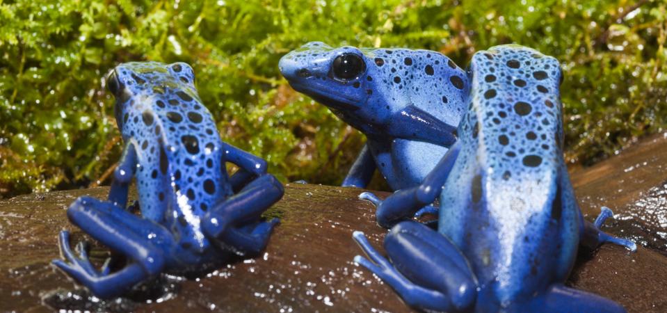 Blue Poison Dart Frog, Dendrobates tinctorius azureus, Suriname