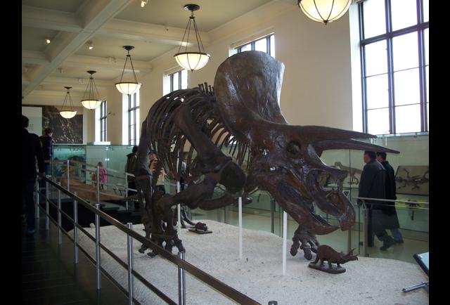 American Museum Of Natural New York American Museum Of Natural New York