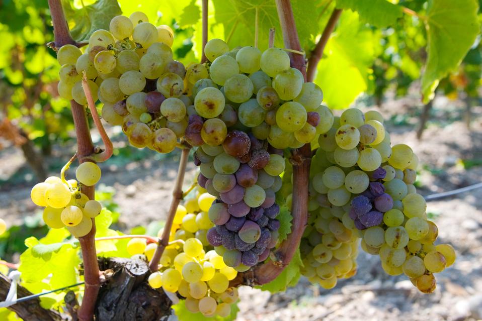Grape vine, Sauternes, France