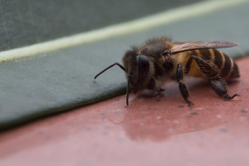 Watch A Bug`S Life Online Forbes Watch A Bug`S Life Online Forbes