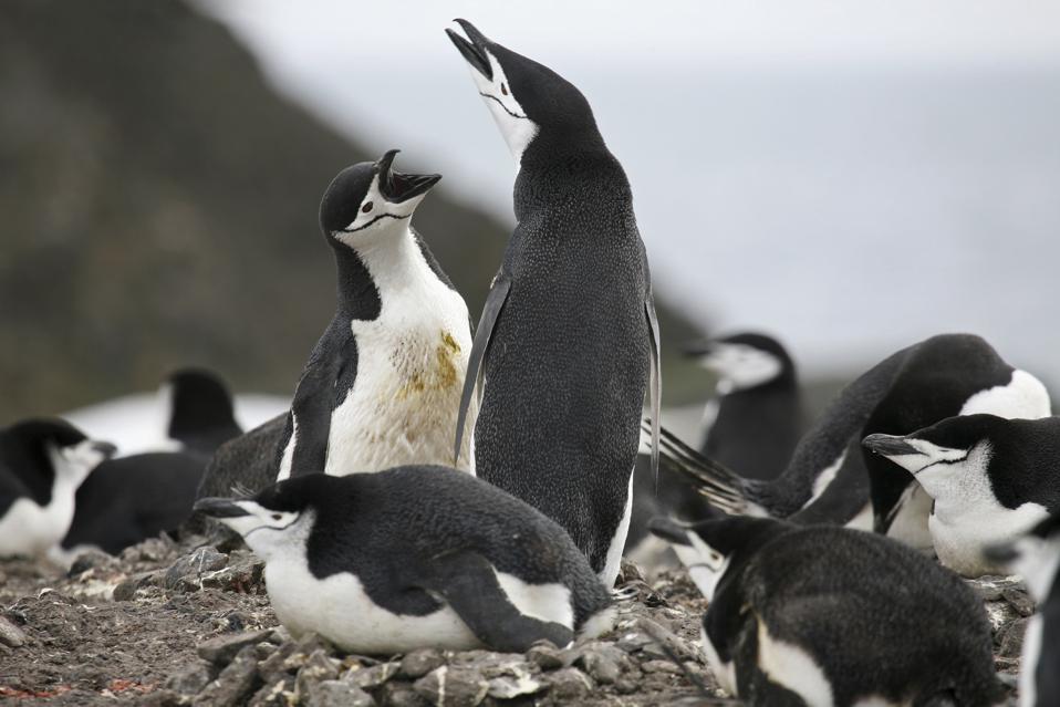 Chinstrap penguin (Pygoscelis antarcticus) protecting nest against intruder on Barrientos Island, South Shetland Islands, Antarctica