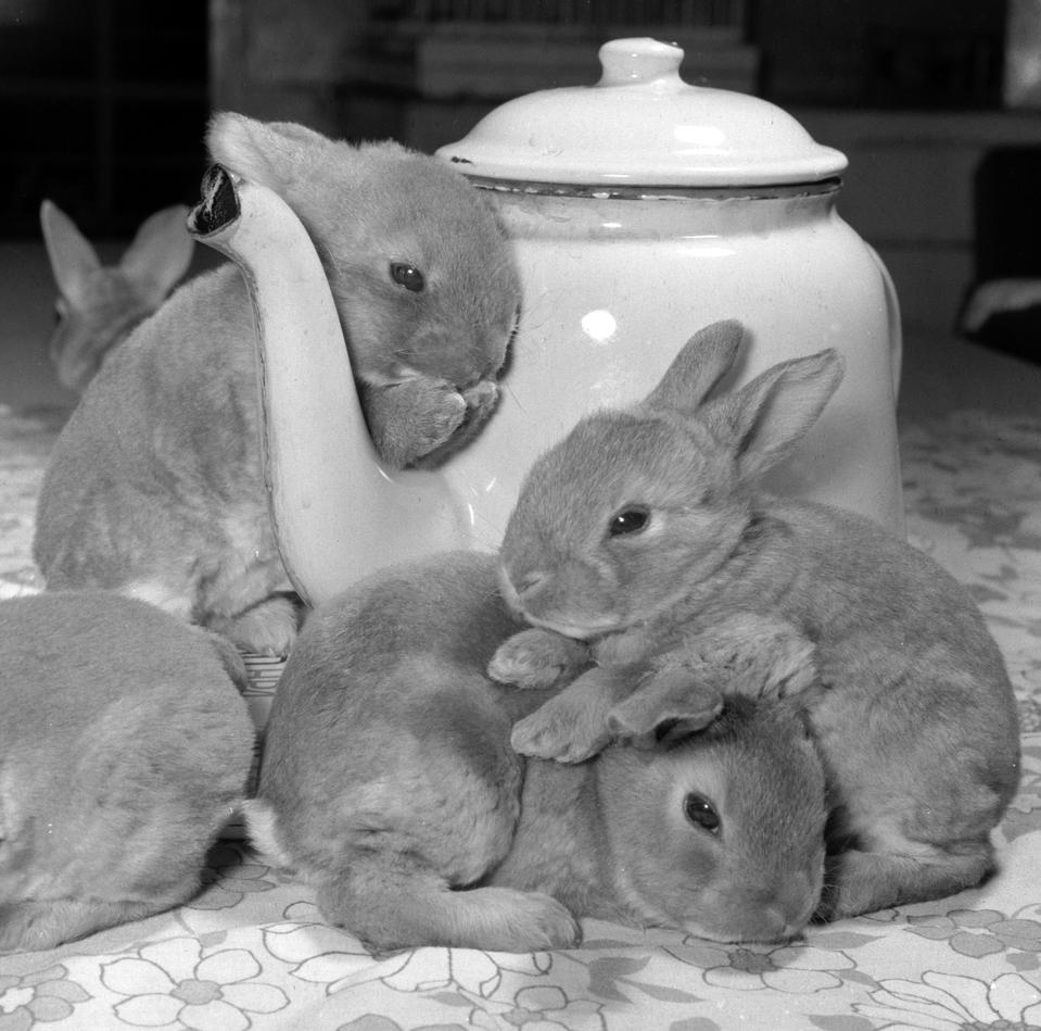 A real tea cosy.