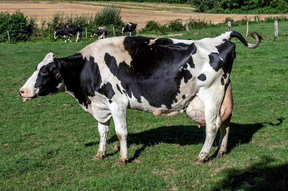 Consider An Spherical Cow Pdf Consider An Spherical Cow Pdf