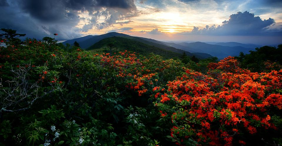 Flame Azaleas on the Appalachian Trail at sunset