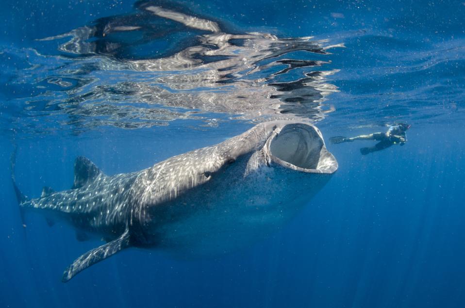 This Is What It S Like To Swim With Whale Sharks In Quintana Roo