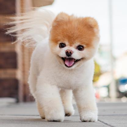 top influencers of 2017 pets