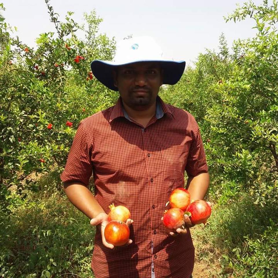 Farmer Tushar Kamble, 38, holding pomegranates that he grows on the same farm as his chillies.