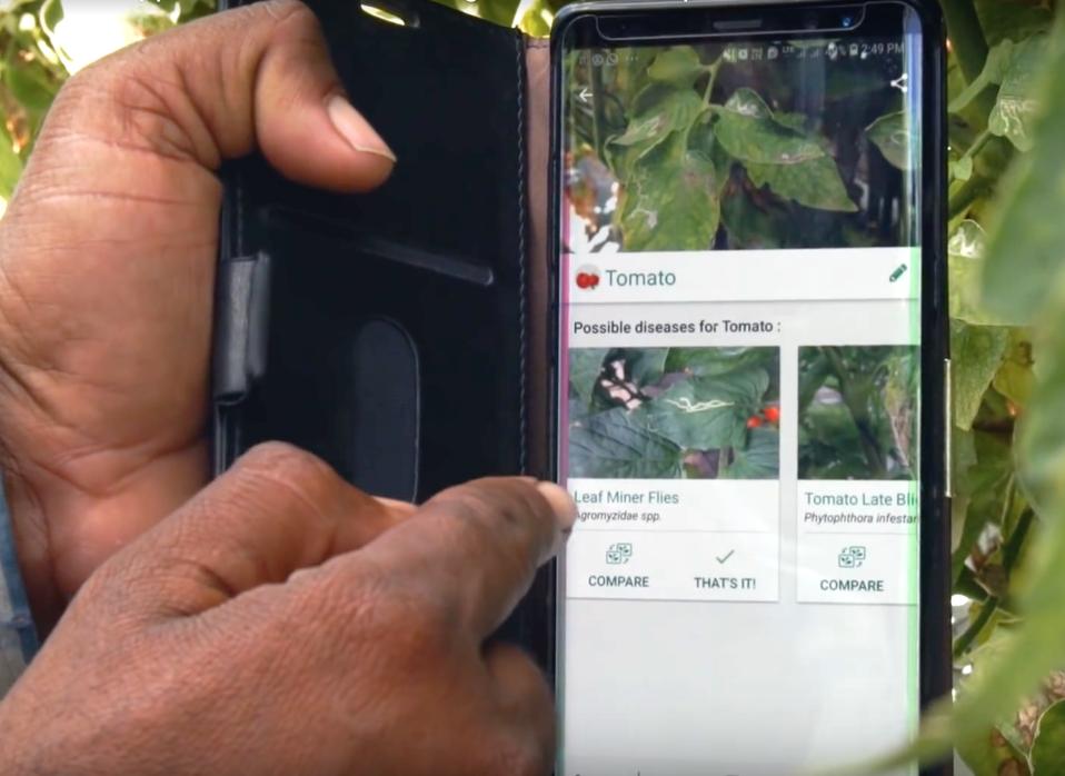 Farmer Sandip Shinde using the Plantix app on tomato crops.